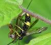 Tenthredo temula